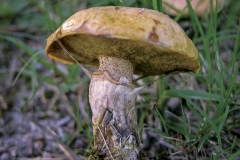 Boleto_viscoso_Suillus_luteus_01