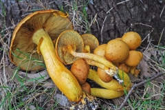Hongo_de_eucalipto_Gymnopilus_junonius_05