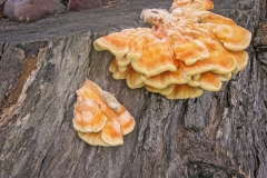 Hongo_pollo_Laetiporus_sulphureus_01
