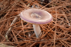 Russula_sp