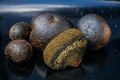 Tintorero_Pisolithus_ahrizus_01